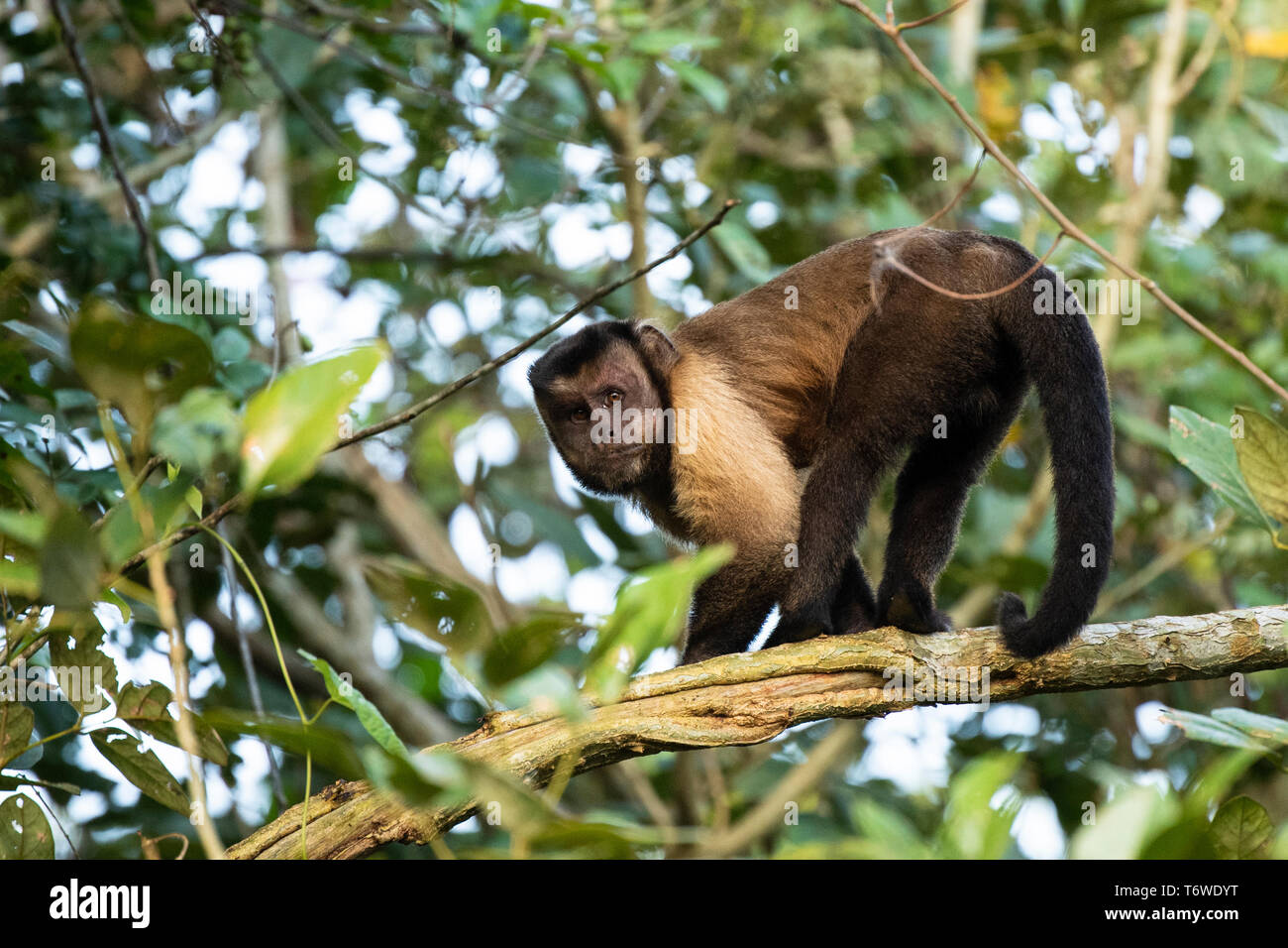 Tufted capuchin, Sapajus apella, Peperpot Nature Park, Suriname Stock Photo