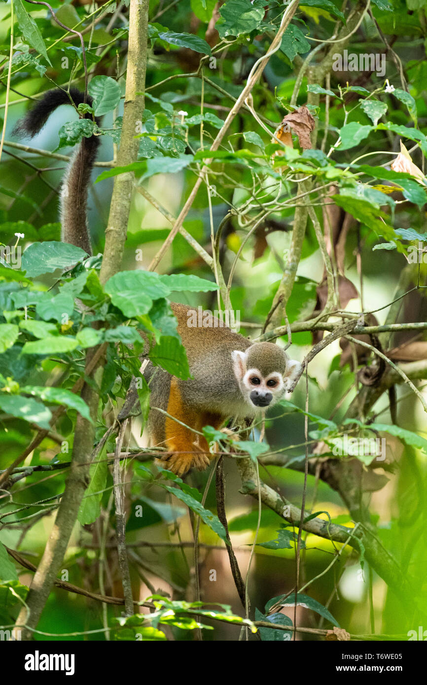Squirrel monkey, Saimiri, Peperpot Nature Park, Suriname Stock Photo