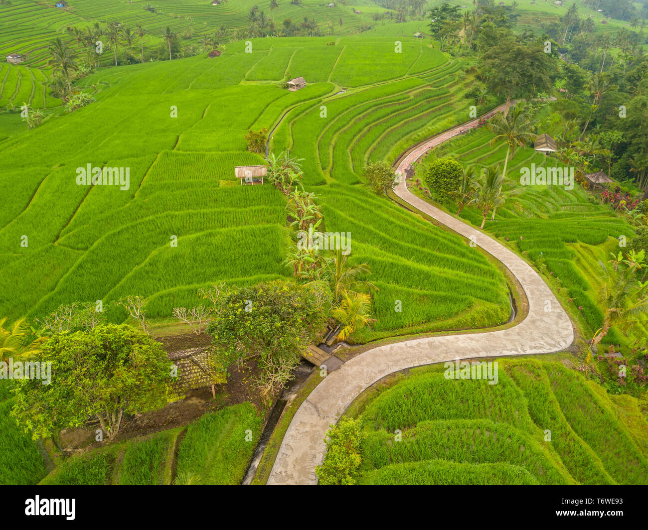 Indonesia. Rice terraces on the Bali island. Evening. Winding path for tourists. Aerial view Stock Photo