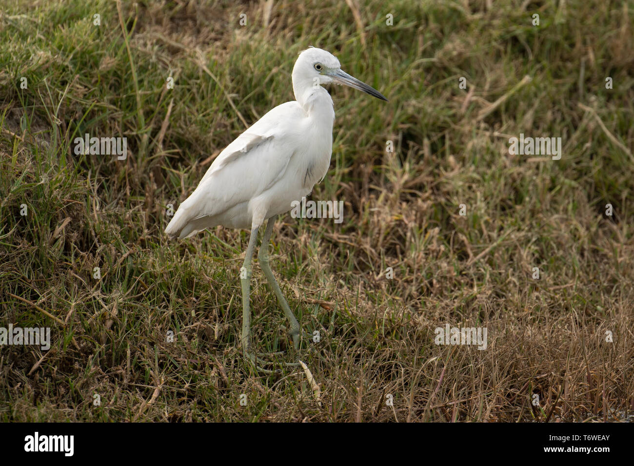 Little blue heron (white morph), Egretta caerulea, Plantage Frederiksdorp, Commewijne district, Suriname Stock Photo