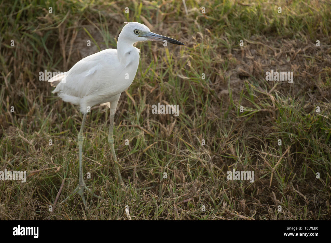 Little blue heron (white morph), Egretta caerulea, Plantage Frederiksdorp, Commewijne district, Suriname Stock Photo