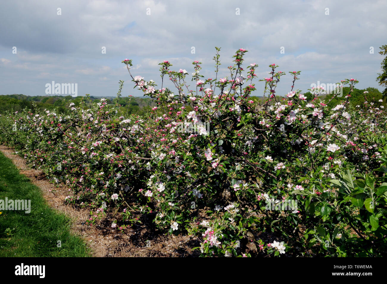 Spring time and apple trees in blossom at a commercial orchard in East Sussex. Stock Photo