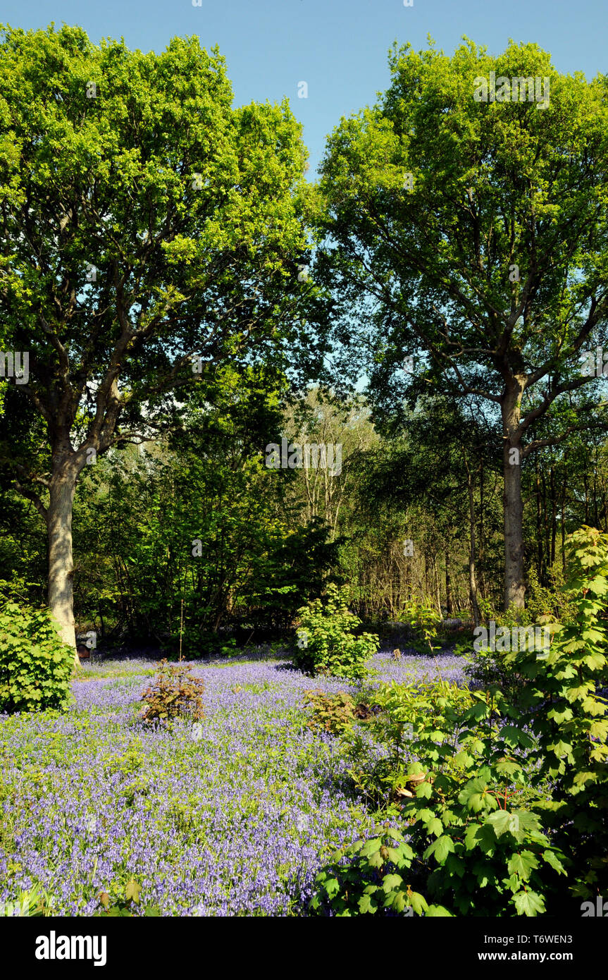 Bluebells flowering in late spring in a Sussex wood. Stock Photo