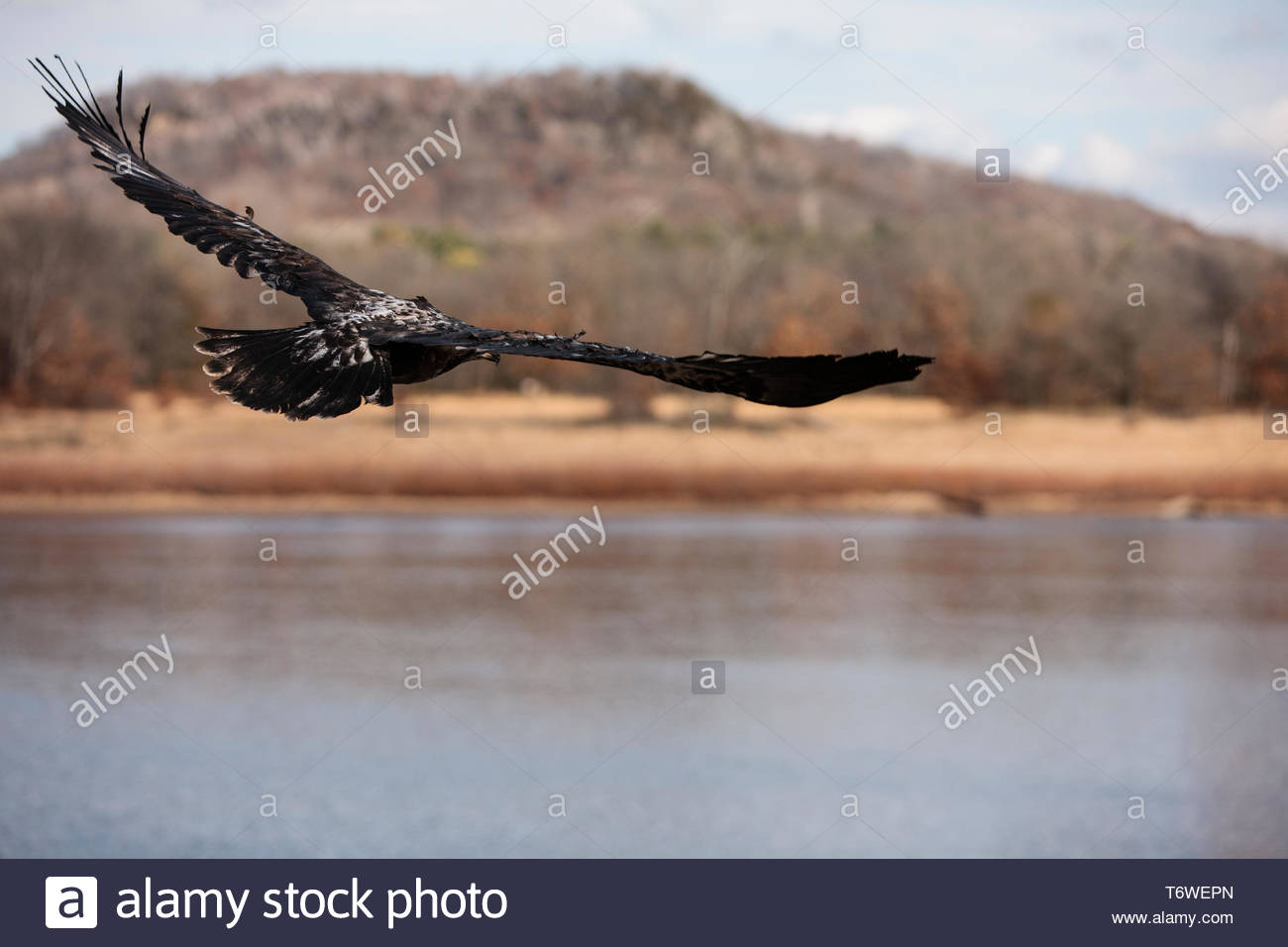 An Immature Bald Eagle In Flight Over The Wisconsin River