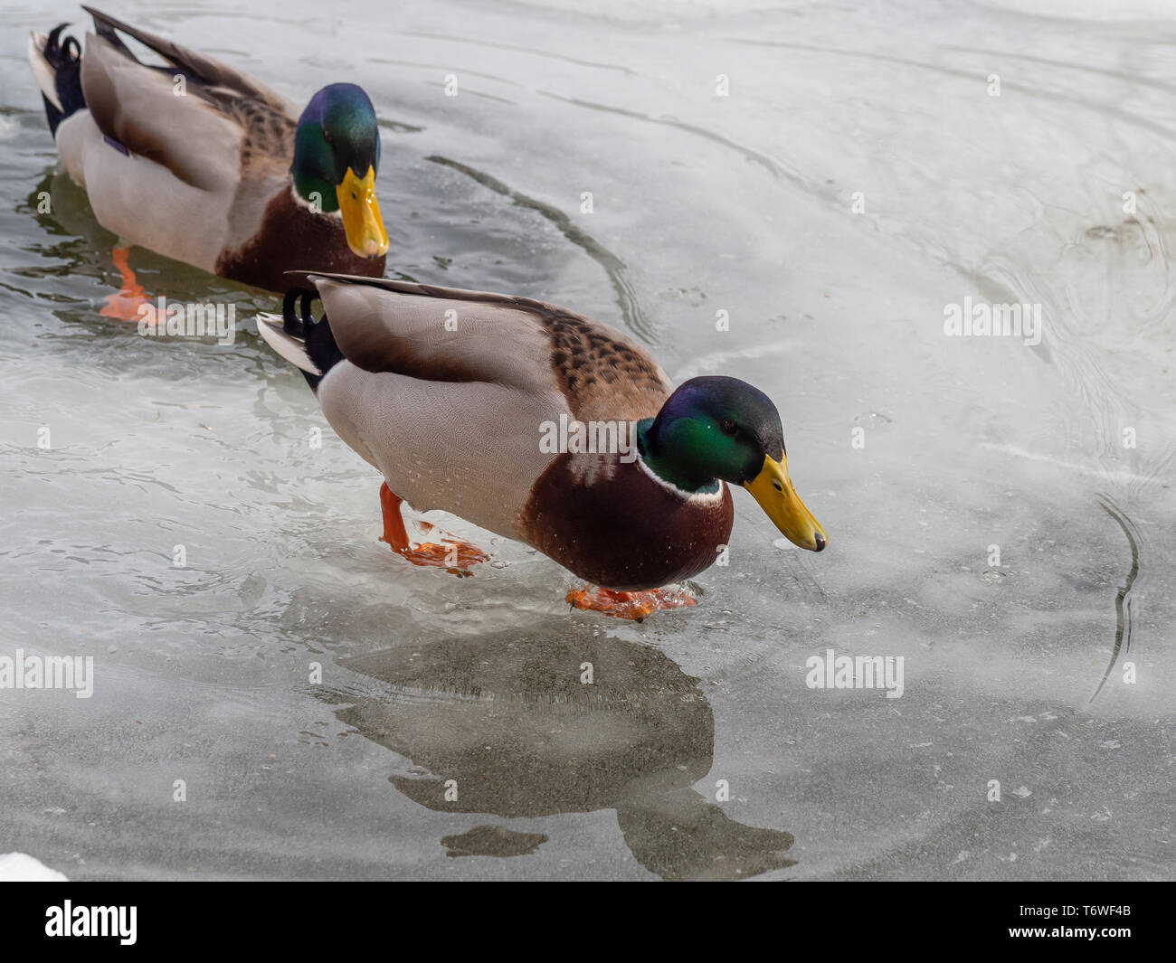 Male mallard ducks in frozen lake Stock Photo