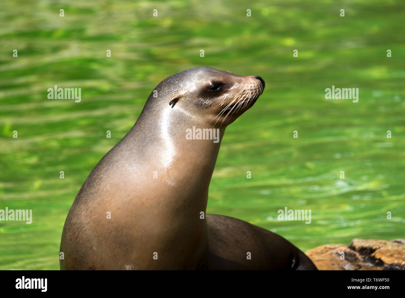 South African fur seal (Arctocephalus pusillus Stock Photo Alamy
