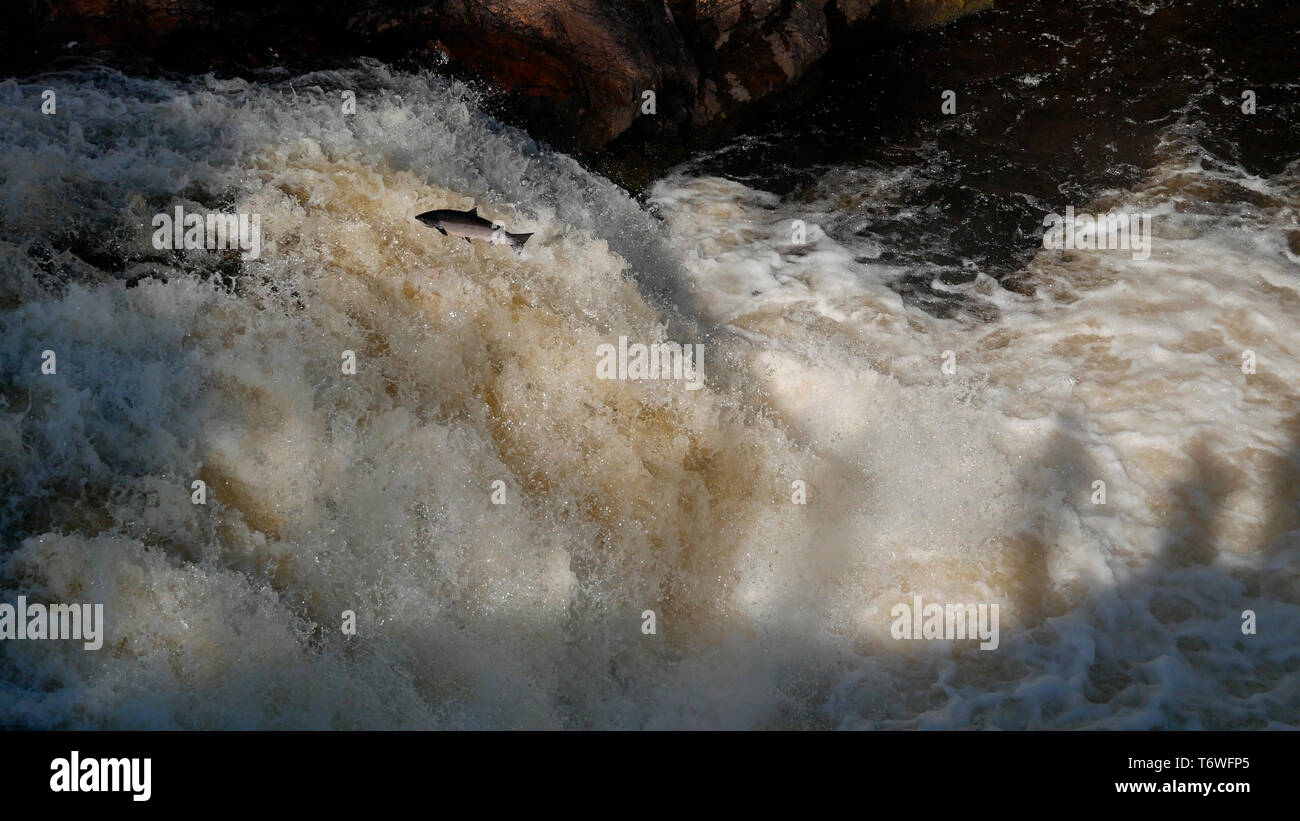 Atlantic salmon ( Salmo salar ) leaping up the River Shin Stock Photo