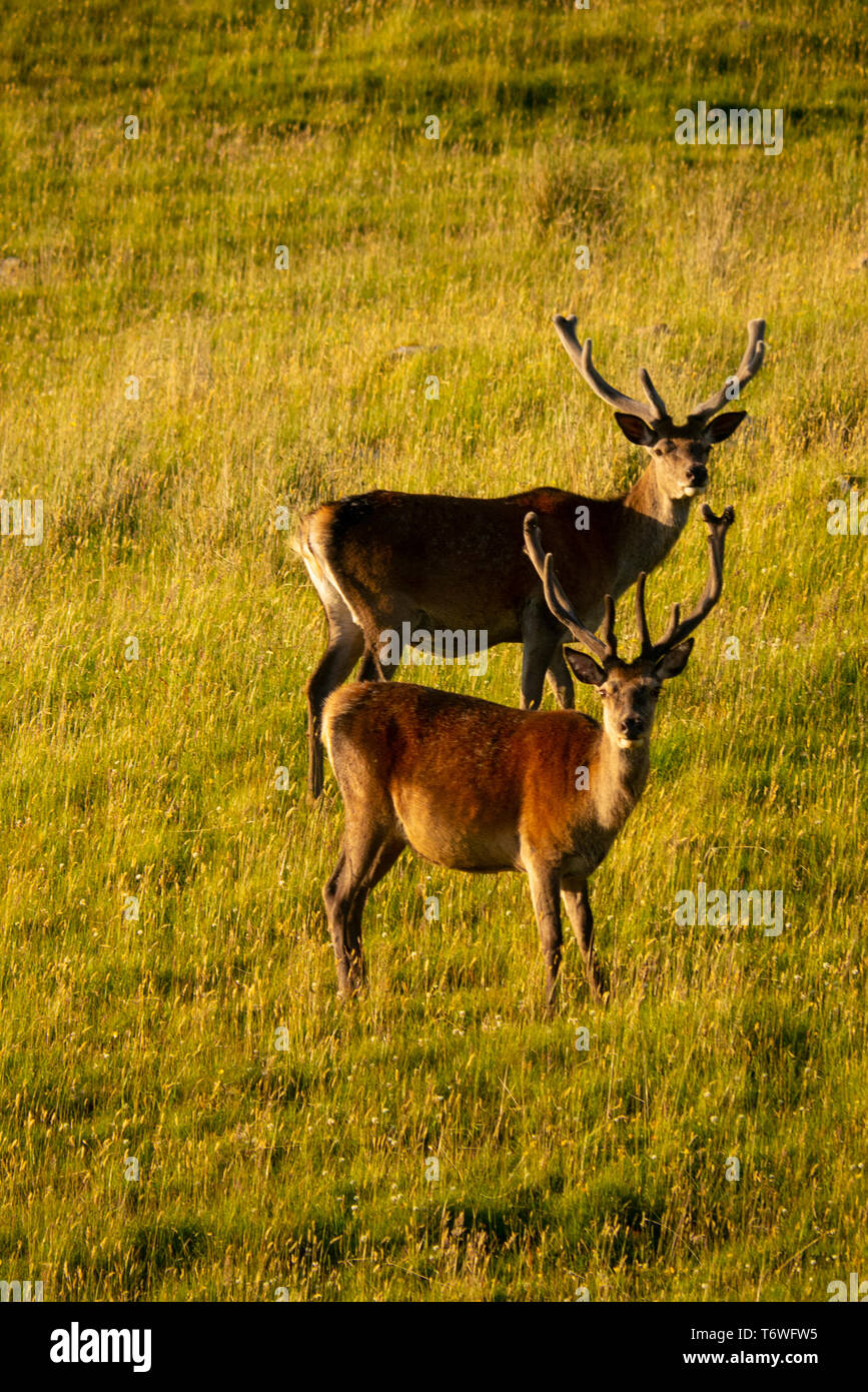 Red Deer stags ( Cervus elaphus ) Sutherland Scotland UK Stock Photo