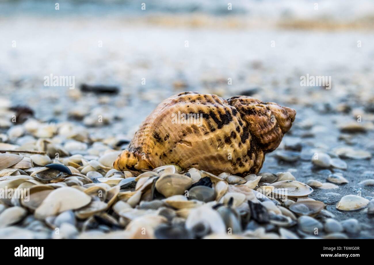 Sea shells close up colors hi-res stock photography and images - Alamy