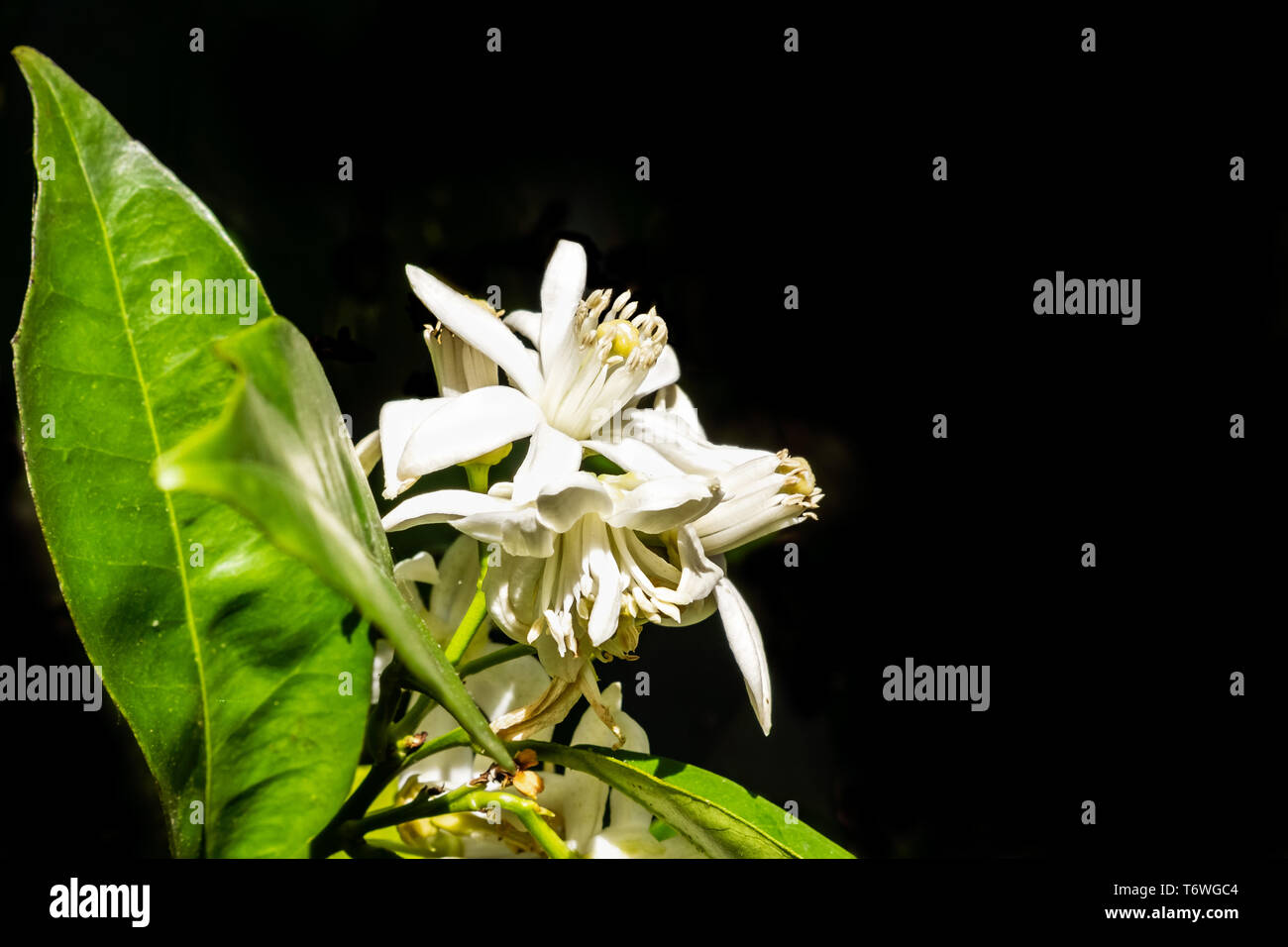 Orange tree flowers hires stock photography and images Alamy