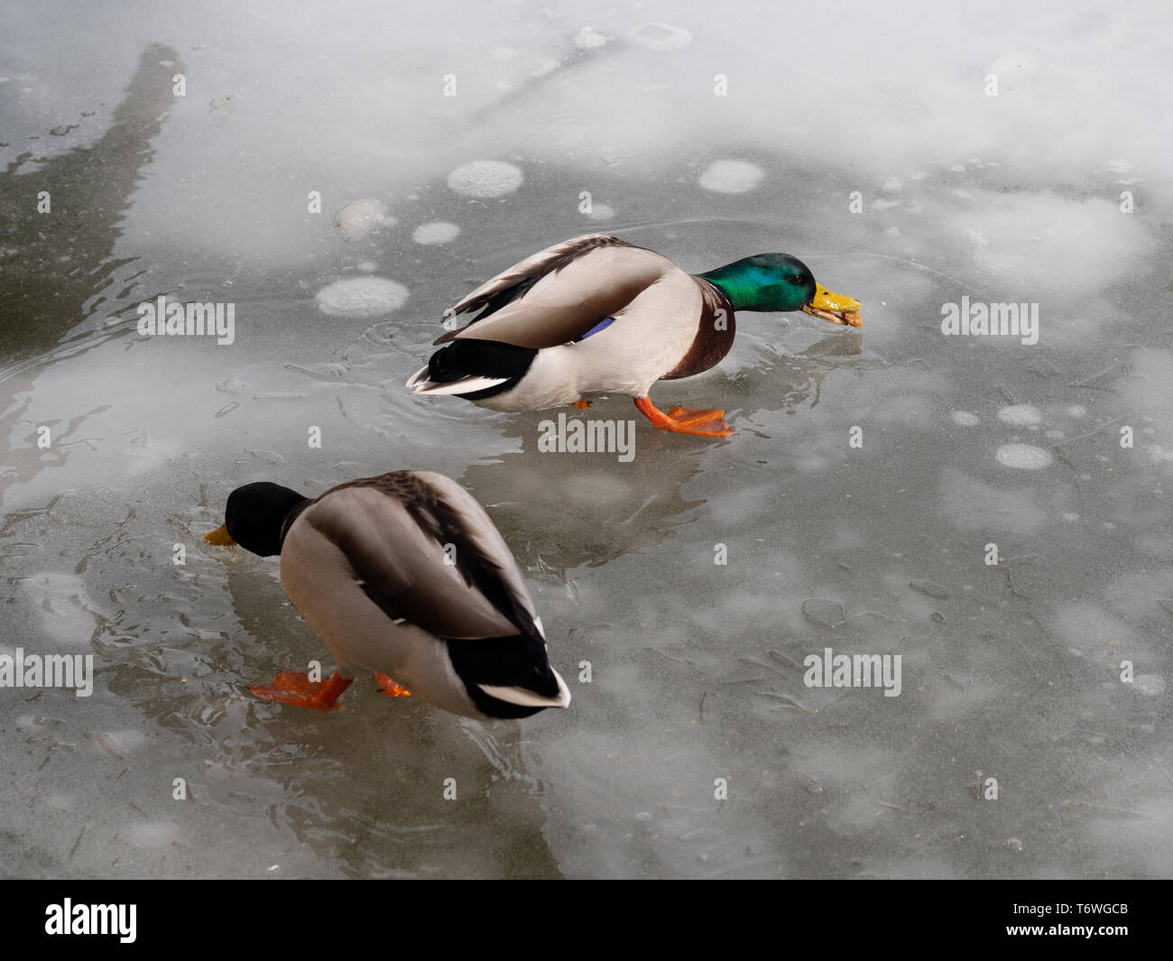 Male mallard ducks in frozen lake Stock Photo