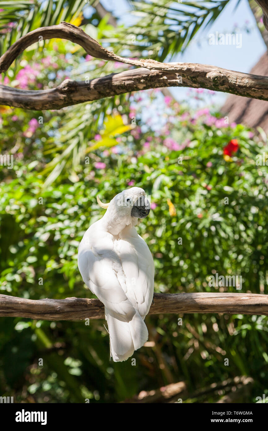White yellow-crested cockatoo sitting in the garden on a tree branch Stock Photo