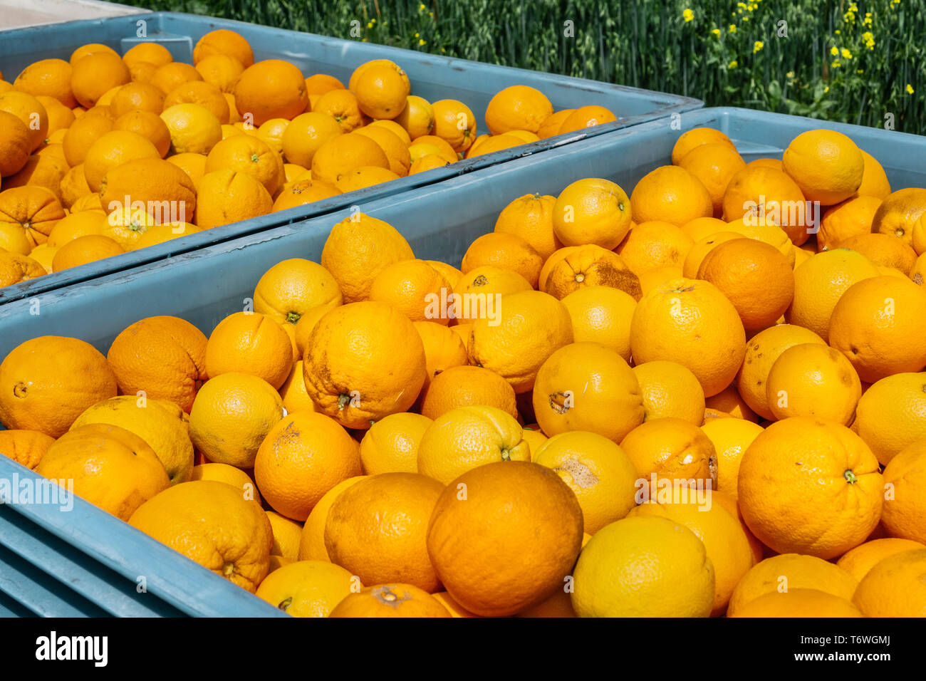 Large crates full of organic oranges, San Jose, South San Francisco bay