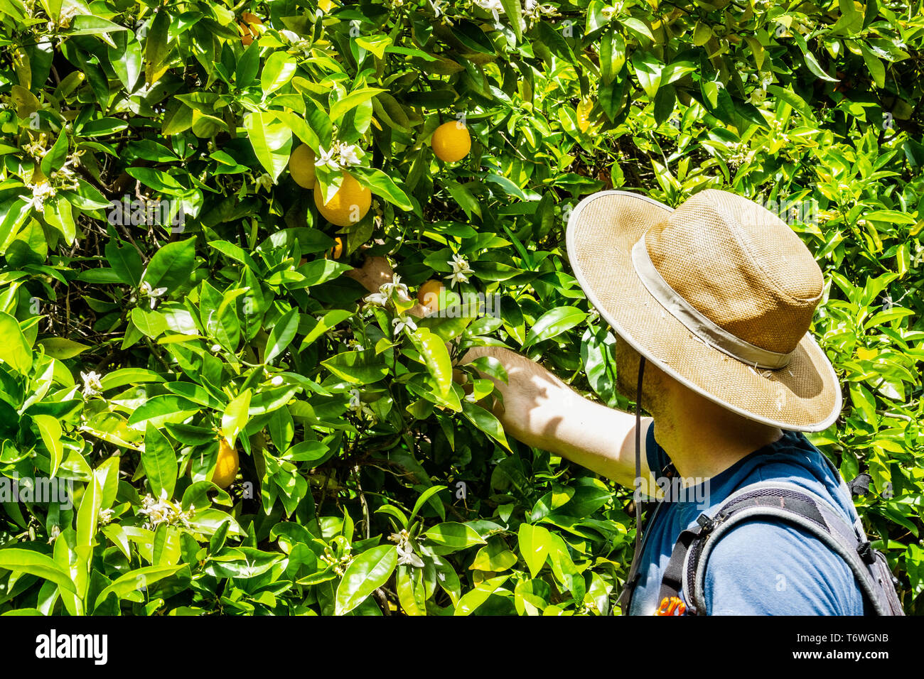 Unidentified person picking oranges, San Jose, South San Francisco bay