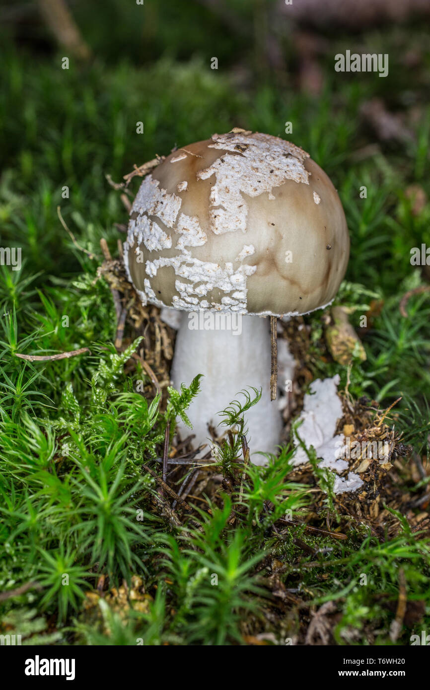 Poisonous mushroom in moss Stock Photo