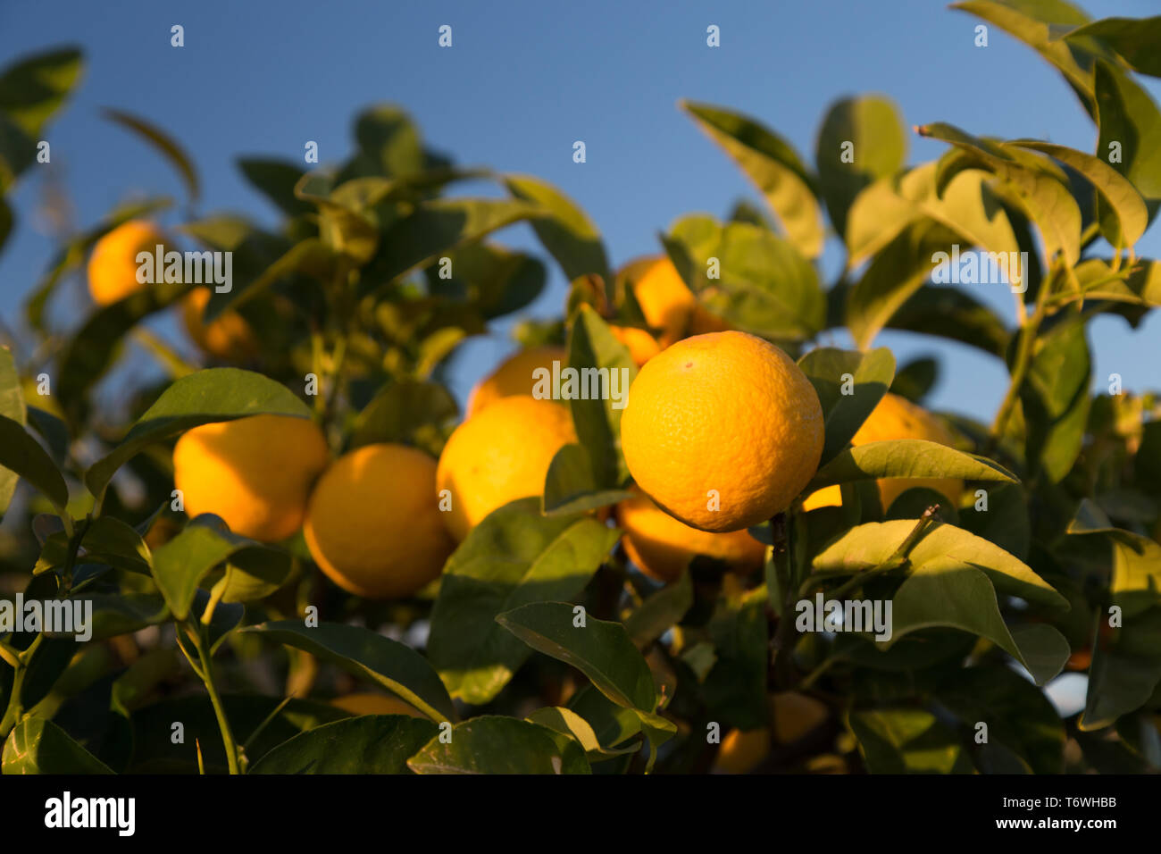 Oranges fruit agriculture china hi-res stock photography and images - Alamy