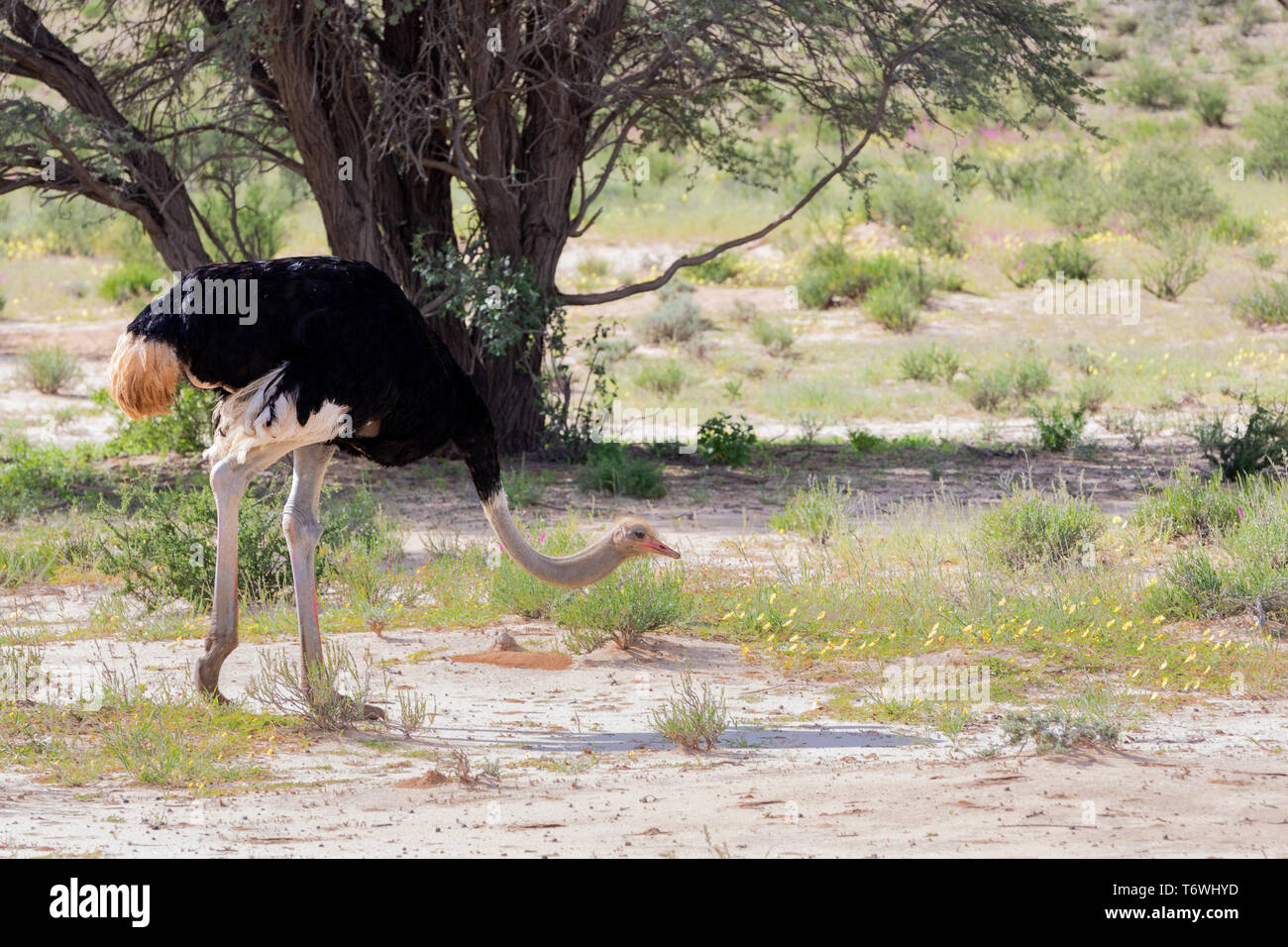Ostrich, in Kalahari,South Africa wildlife safari Stock Photo