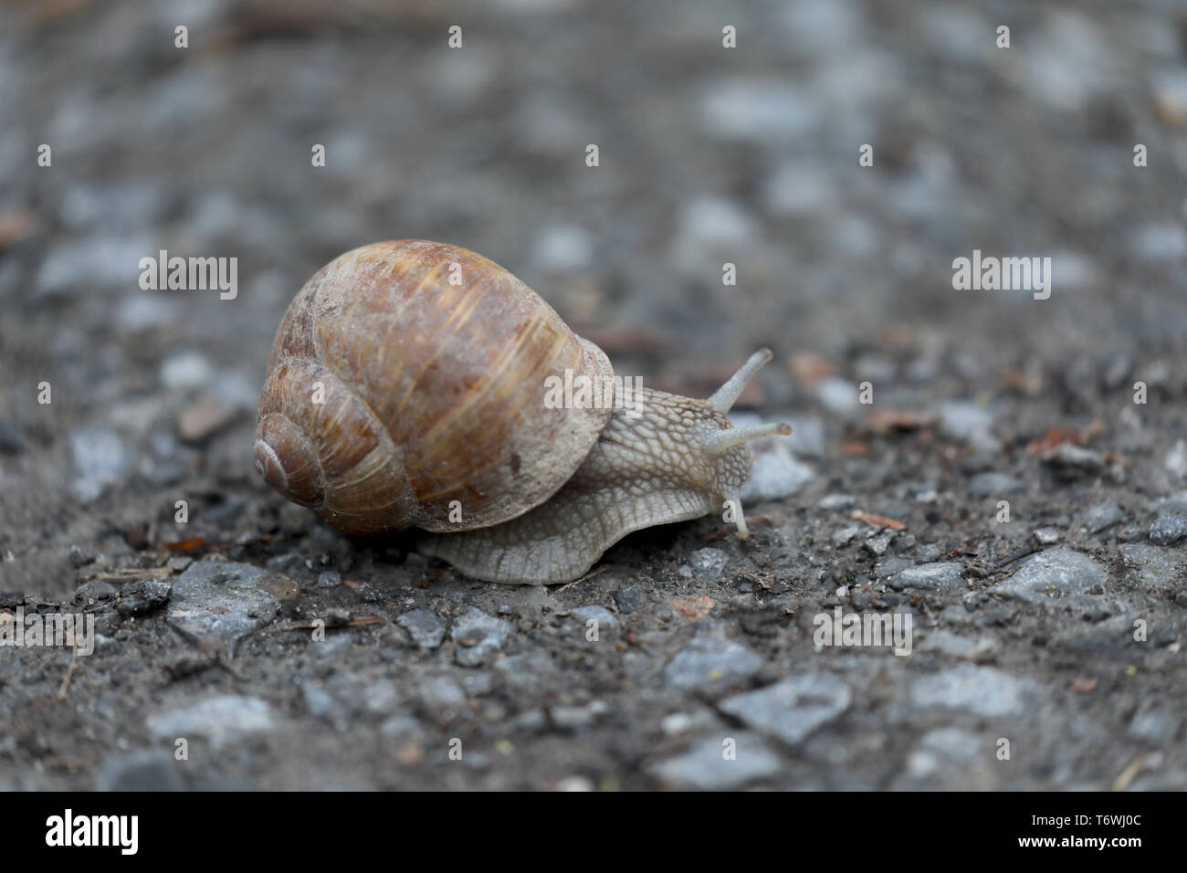Snail on a dirt road Stock Photo