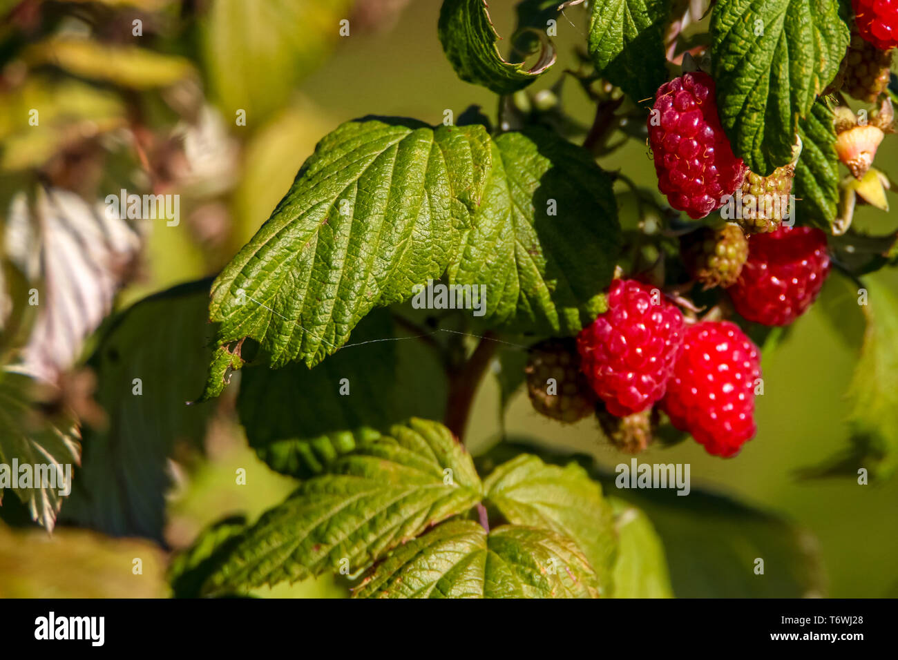 Berry bush in autumn hi-res stock photography and images - Alamy