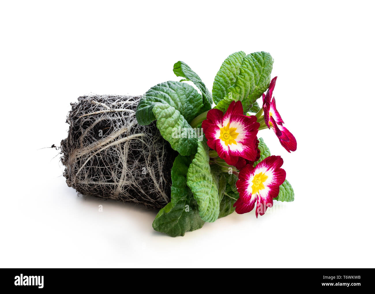 Colorful  Primulas in black pots isolated on white Stock Photo