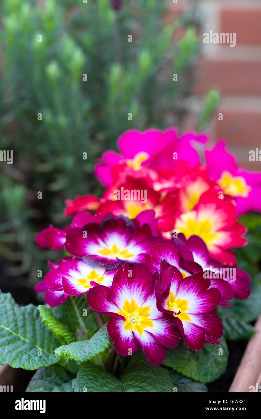 Colorful  Primulas in flower pot outdoor Stock Photo