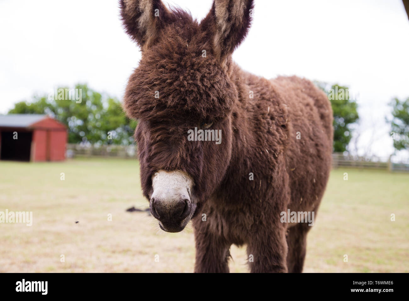 Norfolk Broads, Norfolk. UK A Donkey foal in a field. The Donkey has brown fluffy fur. Stock Photo
