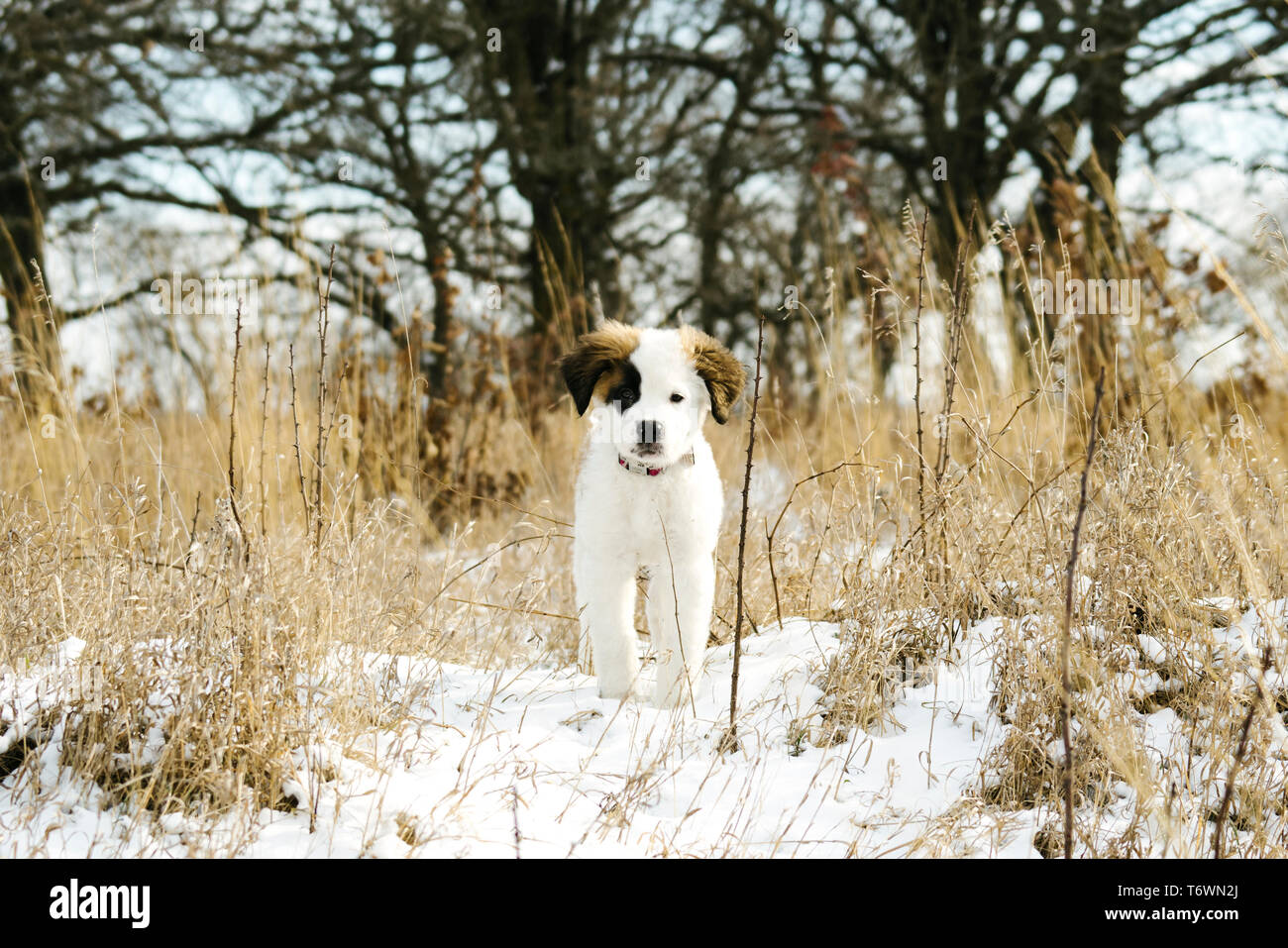A Saint Bernard puppy outside in winter Stock Photo