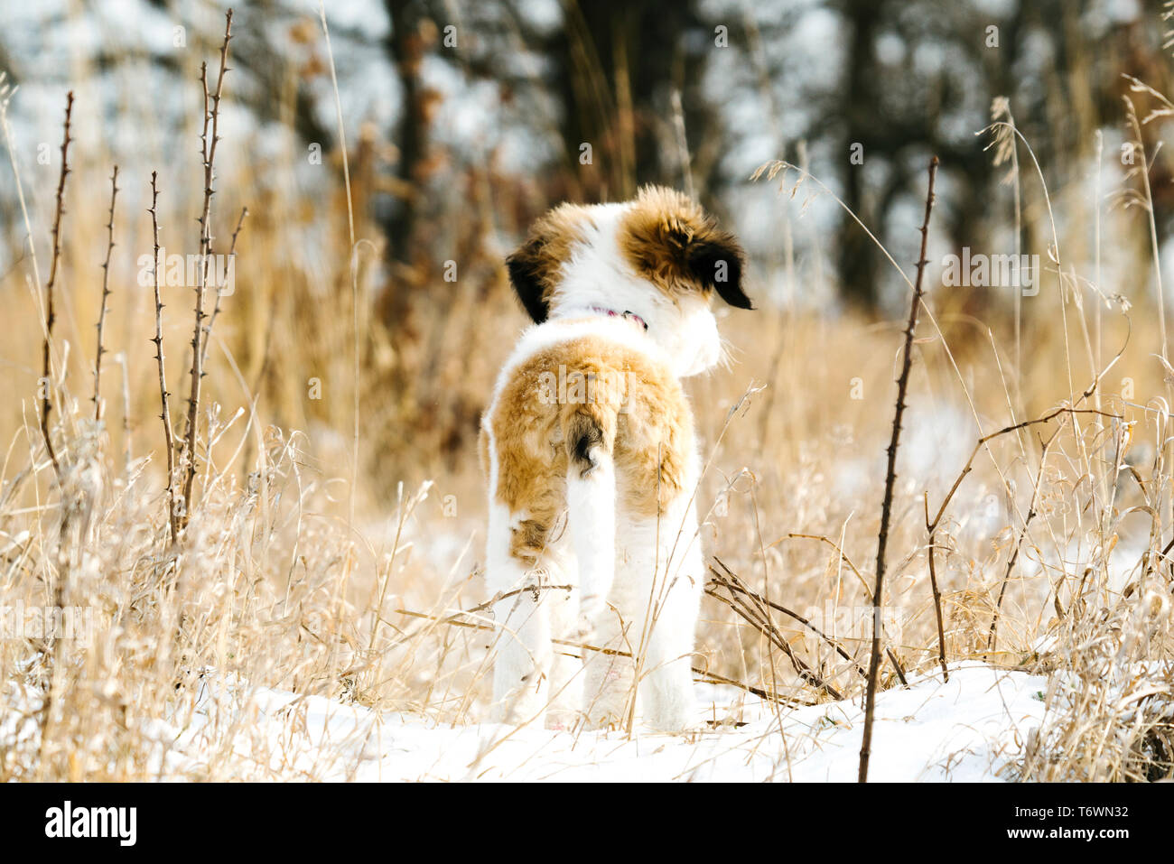 Rear view of a Saint Bernard puppy standing in a snowy field Stock Photo