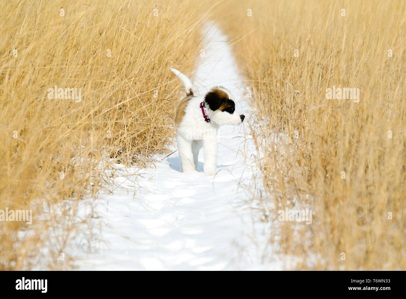 A Saint Bernard puppy standing in a snowy field Stock Photo