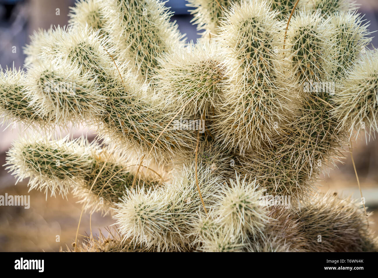 cactus growing in death valley national park Stock Photo Alamy