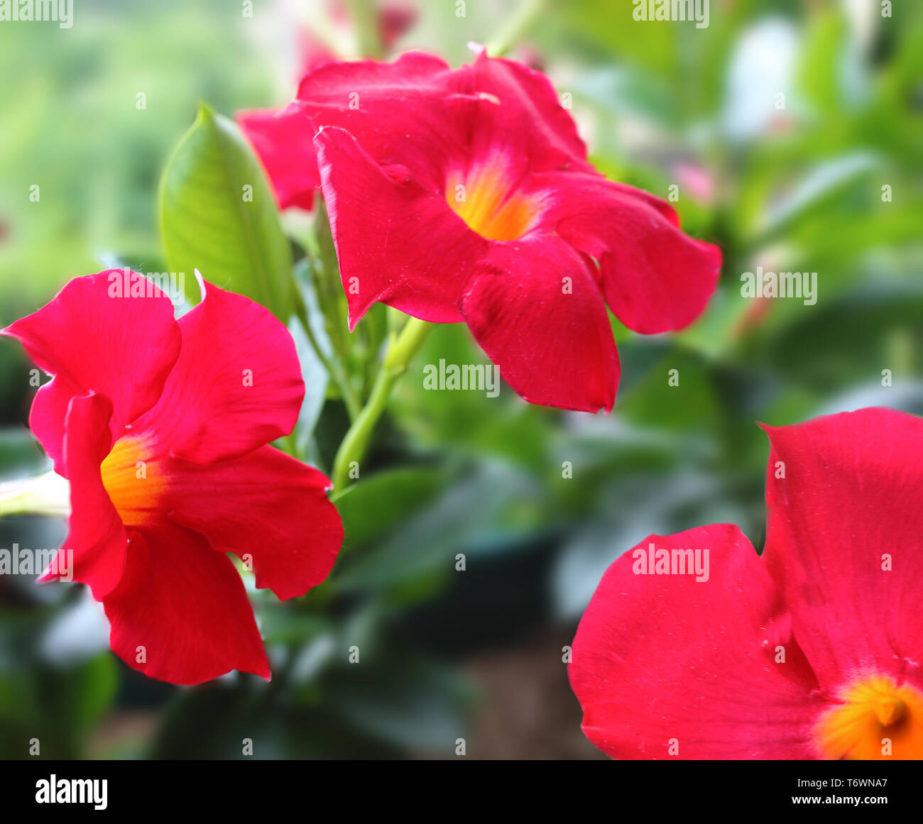Bright red tropical flower. Mandevilla Dipladenia in garden Stock Photo