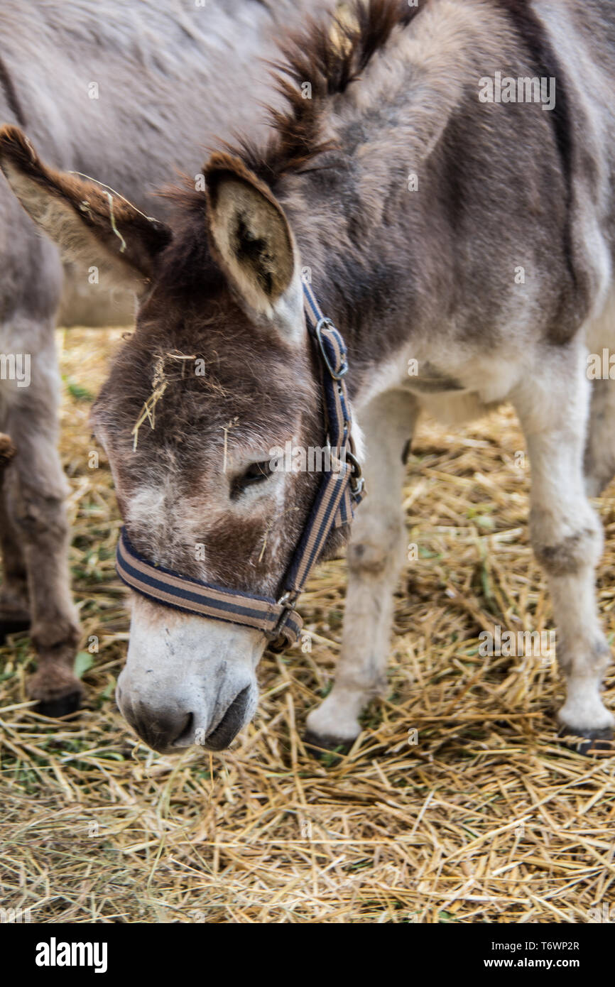 Straw donkey hi-res stock photography and images - Alamy