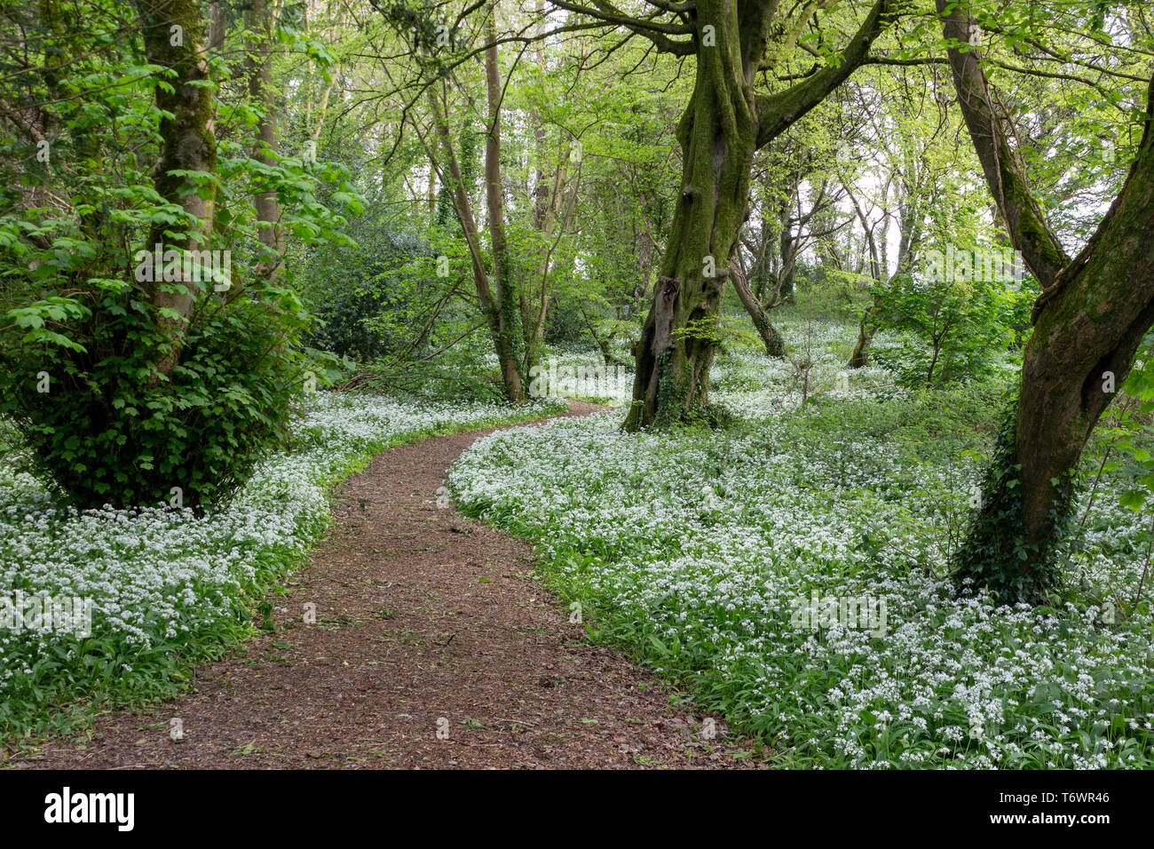 Woodland Path with Wild Garlic in Full Bloom Stock Photo
