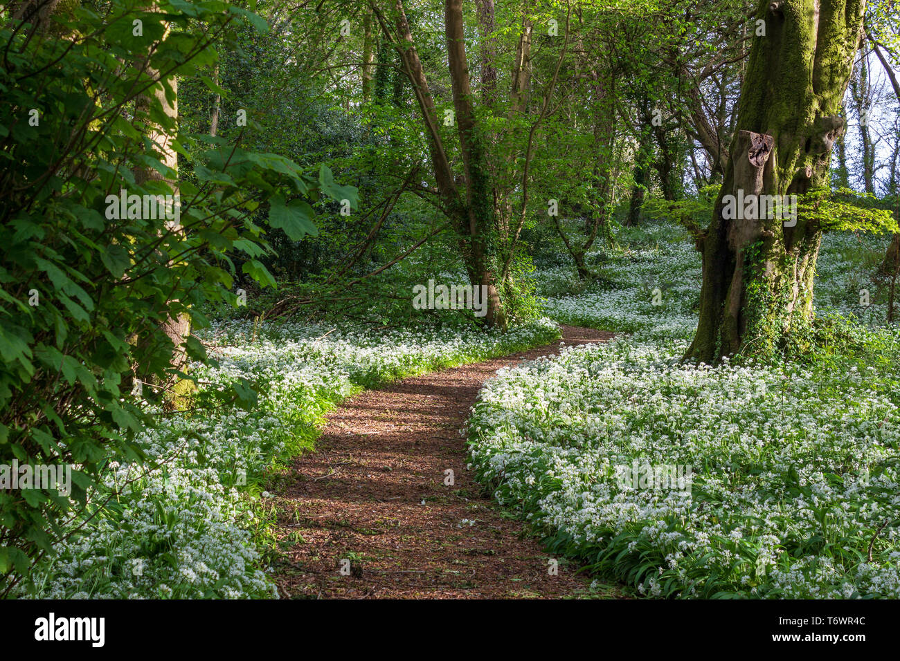 Woodland Path with Wild Garlic in Full Bloom in Evening Sunlight Stock Photo