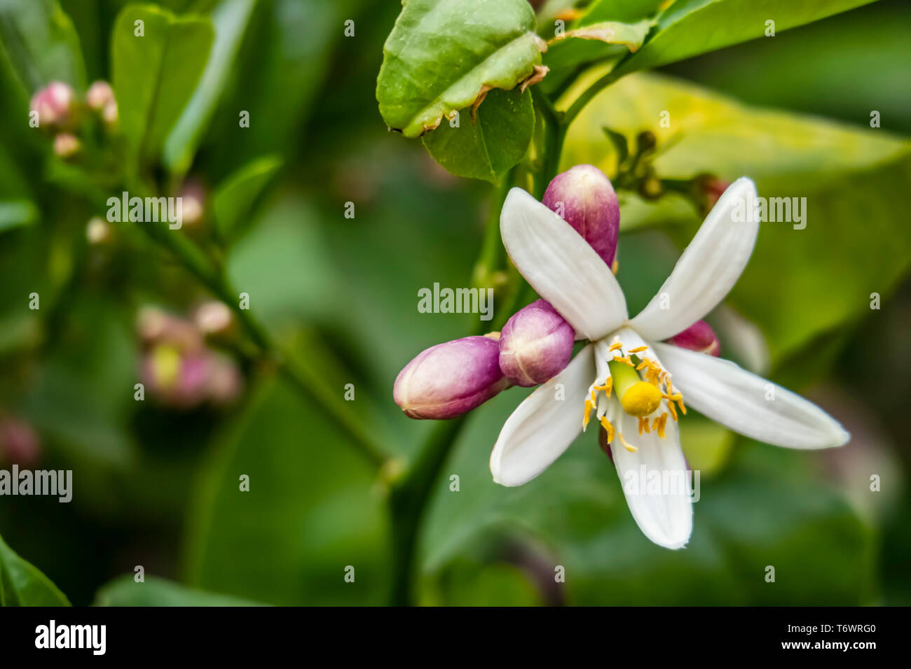 close up sweet lime flowers in tree branch. it is also known as