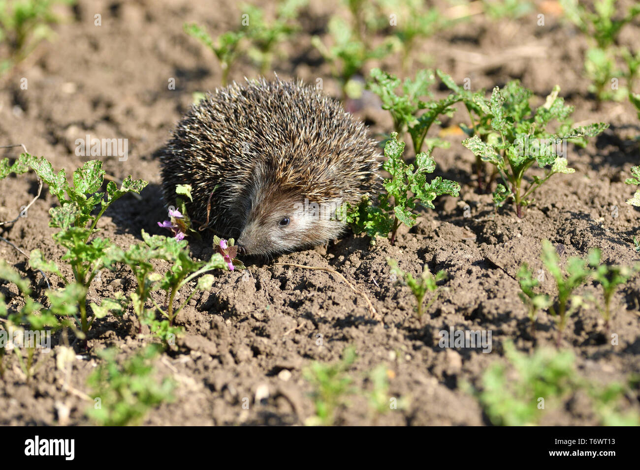 hedgehog walks in the field looking for food Stock Photo Biology Diagrams