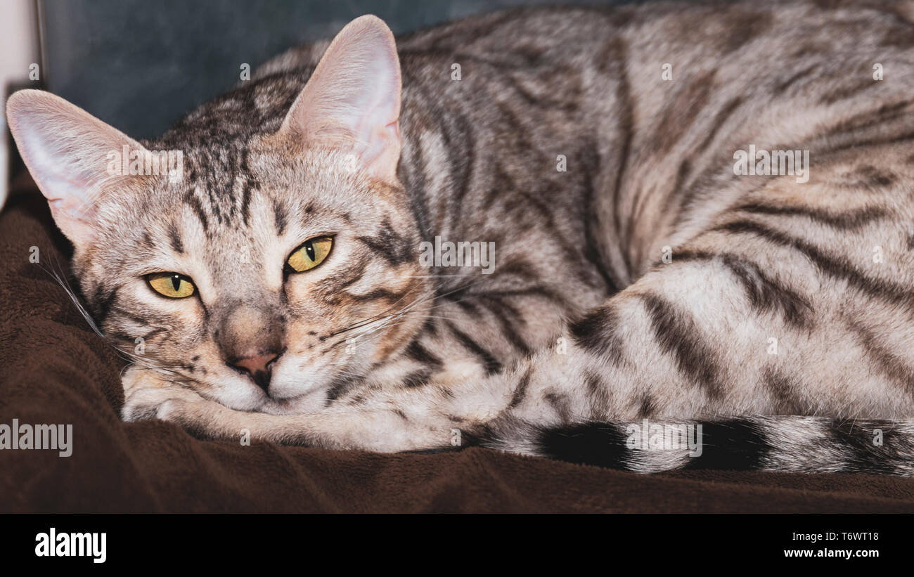 Tired male Bengal cat resting looking tired at camera Stock Photo