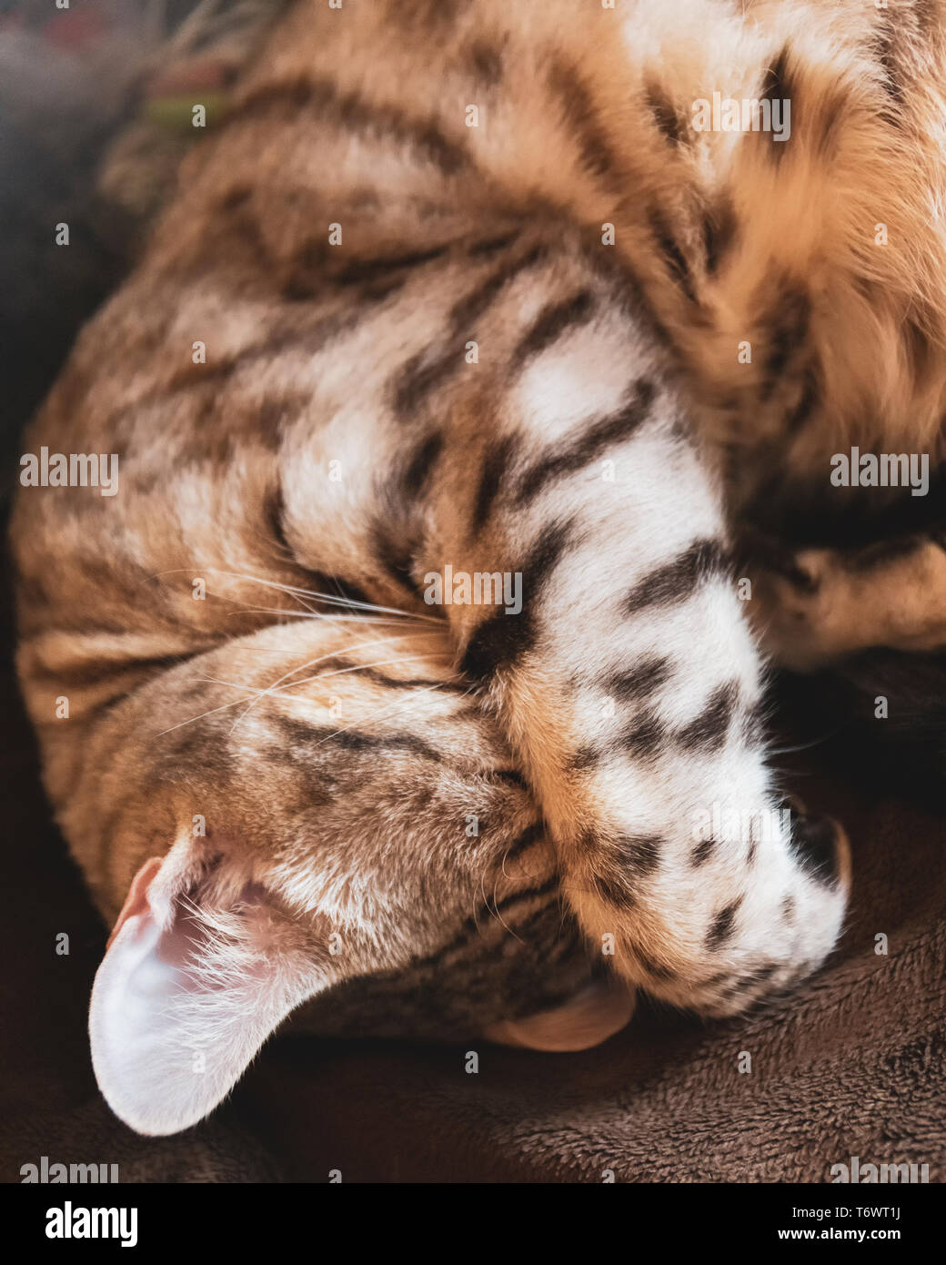 Tired male Bengal cat covering face with paw Stock Photo