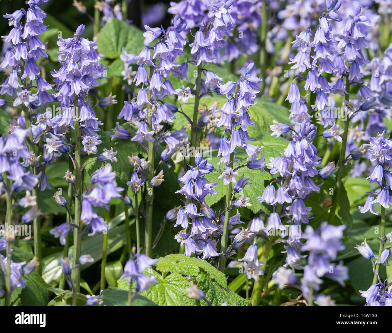 A Spanish Bluebell Flower in Full Bloom in a Garden in Alsager Cheshire England United Kingdom UK Stock Photo
