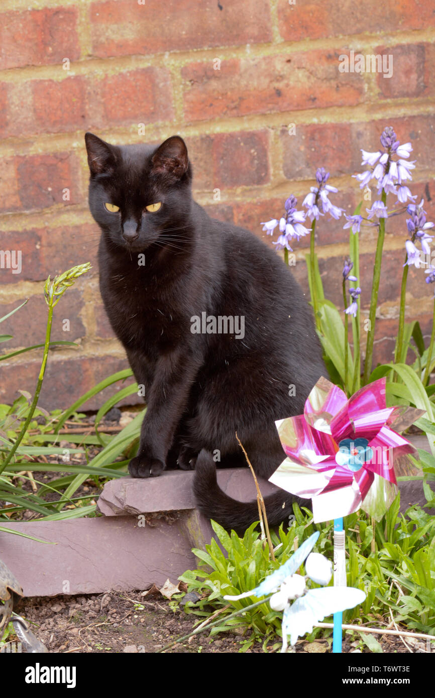 Cat garden flower hi-res stock photography and images - Alamy