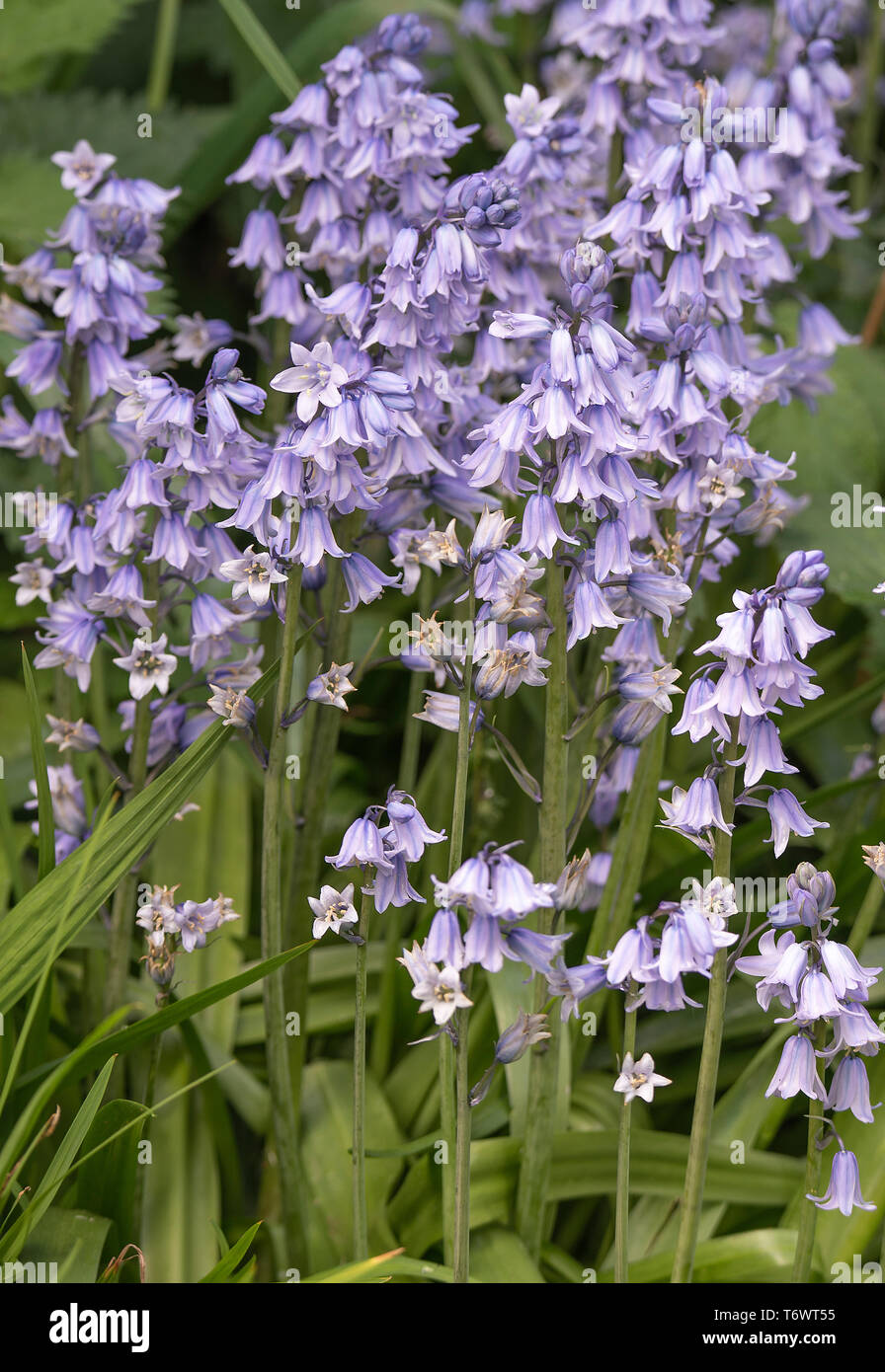 Clusters of Spanish Bluebell Flowers in Full Bloom in a Garden in Alsager Cheshire England United Kingdom UK Stock Photo