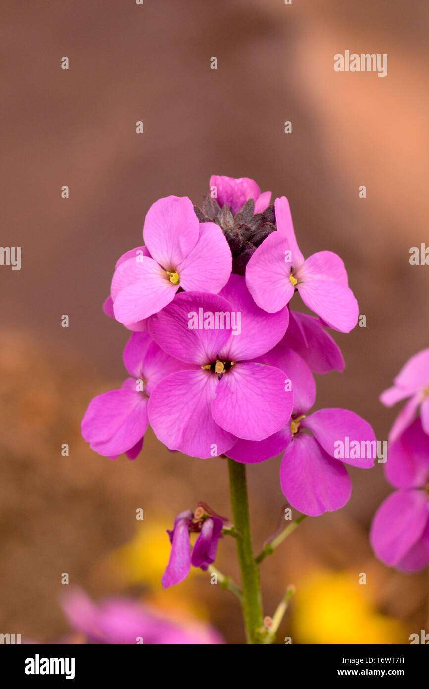 Elysmium - Super Bowl Mauve flowers Stock Photo