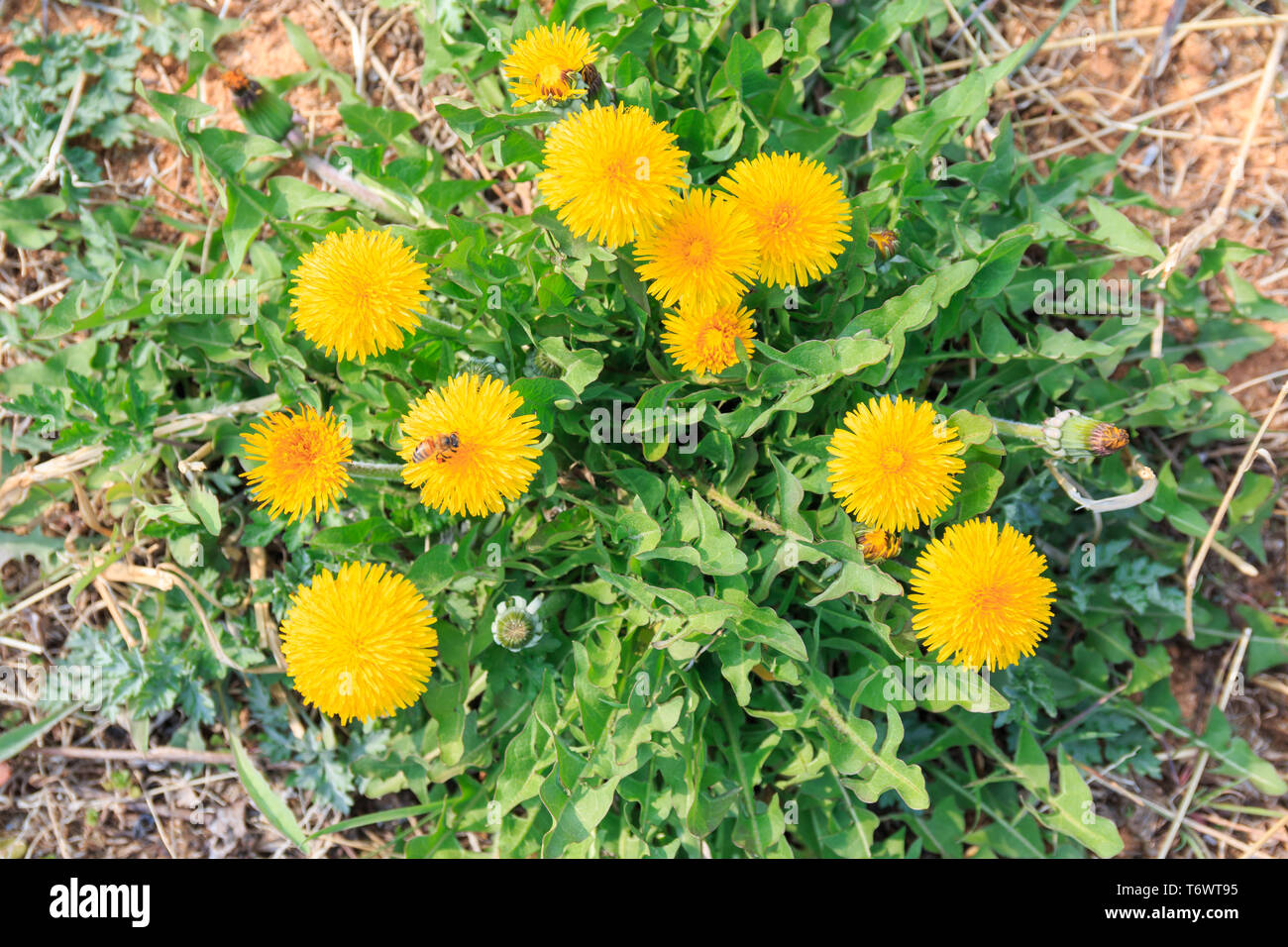 Top view bee dandelion hi-res stock photography and images - Alamy