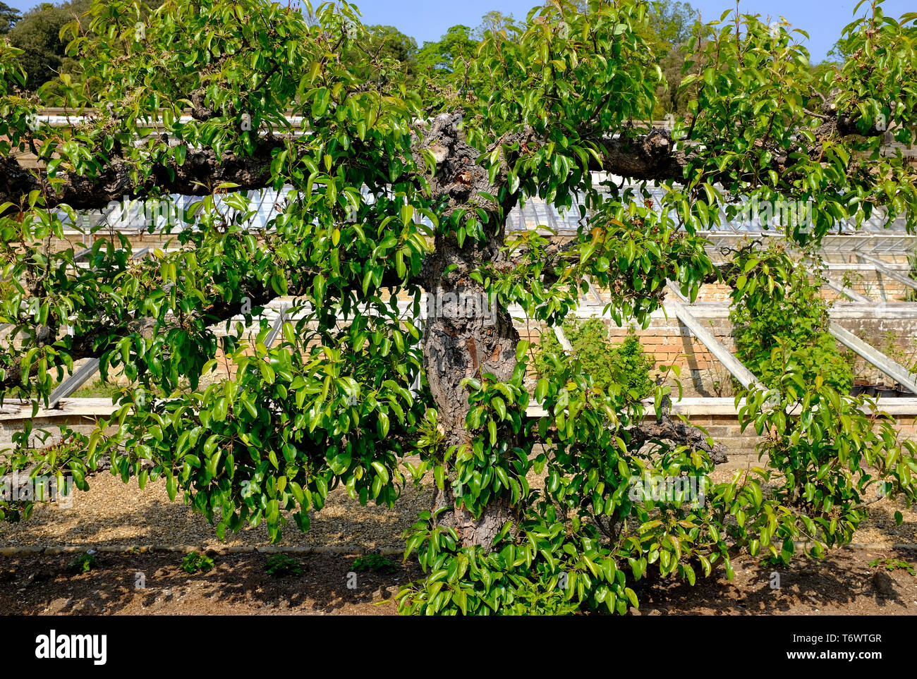 Mature fruit pear tree hi-res stock photography and images - Alamy