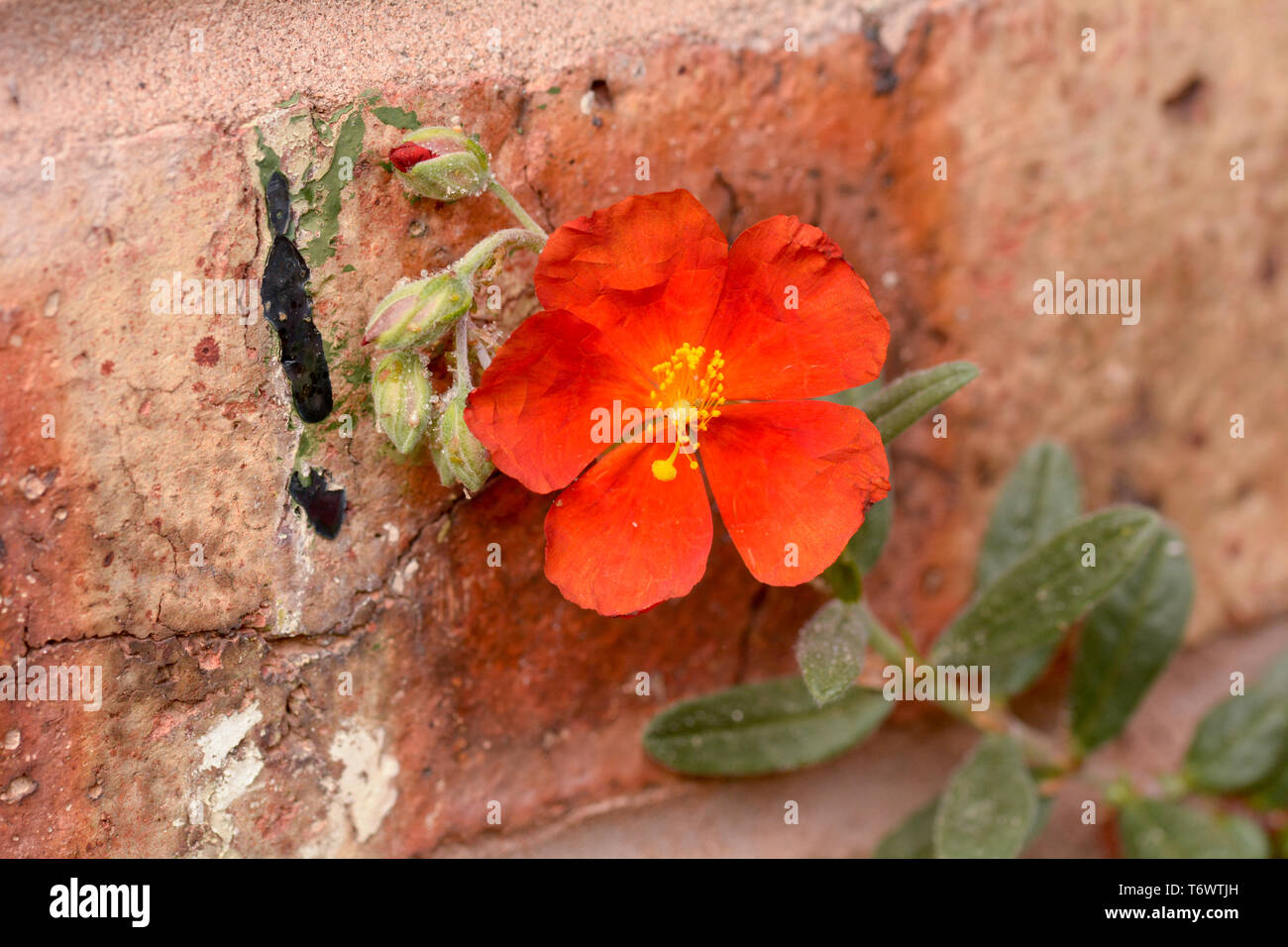 Helianthemum - Red Dragon, Rock Rose Red Dragon, Sun Rose flower in garden Stock Photo