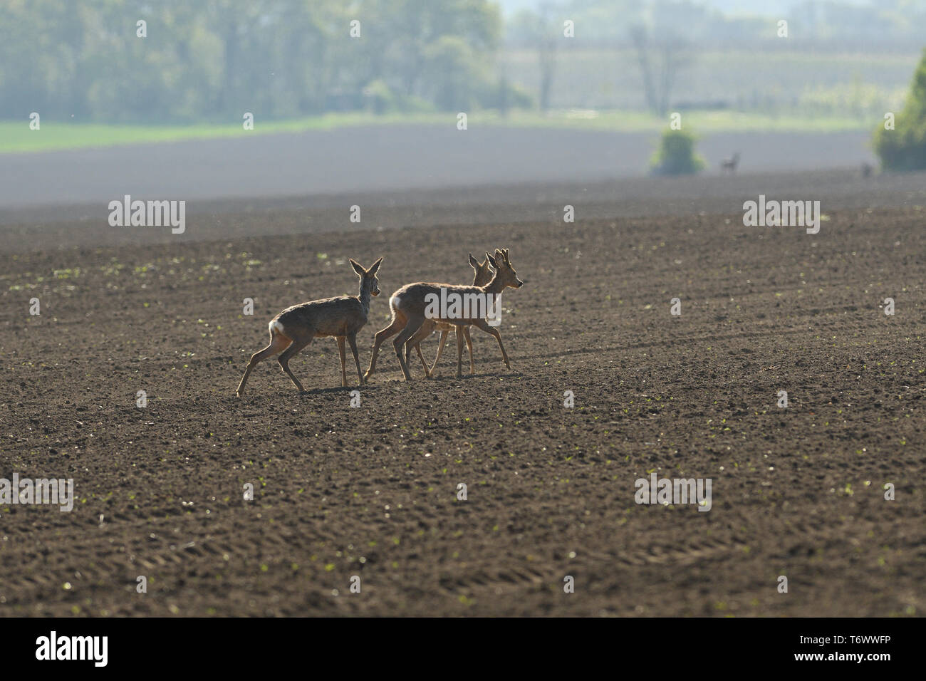 herd of roe deer running through a farm field in spring Stock Photo