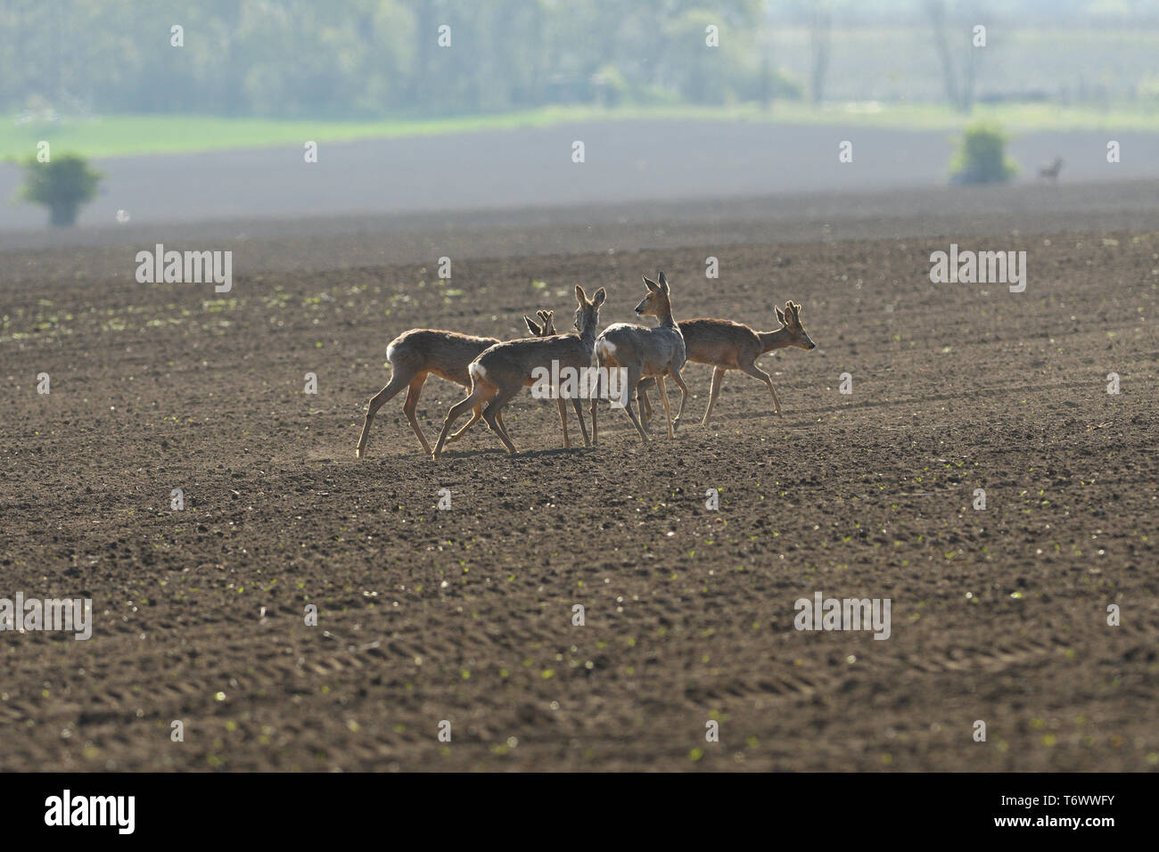 herd of roe deer running through a farm field in spring Stock Photo