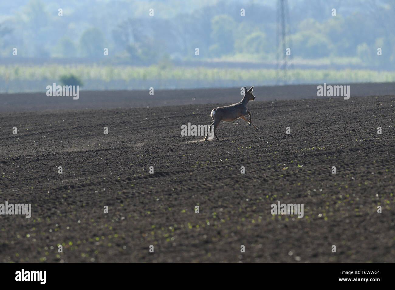 herd of roe deer running through a farm field in spring Stock Photo