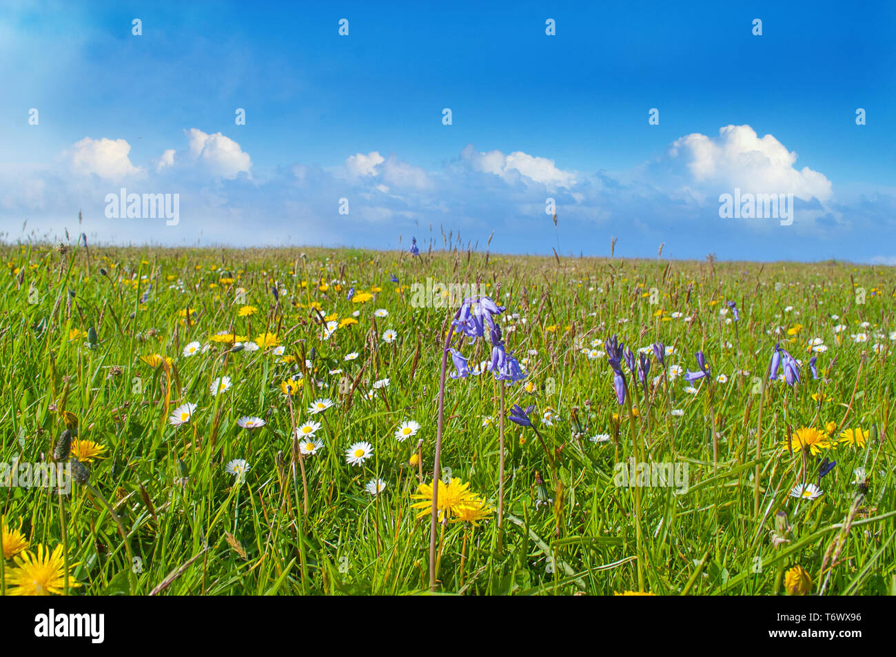 Beautiful wild meadow and blue cloudy sky. Stock Photo