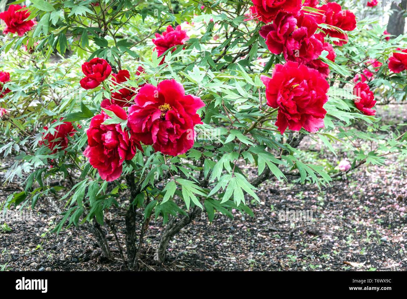Red Tree Peony Red Peonies Under Trees Paeonia Suffruticosa Hoki Shrub Plant In A Garden Stock Photo Alamy